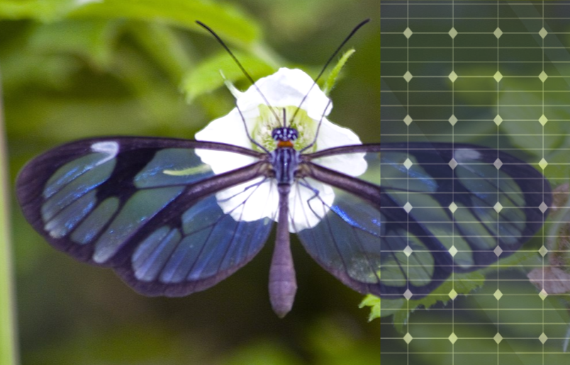 blue butterfly on white flower with graph paper dots on the right side of the image; close up of the butterfly with full green background