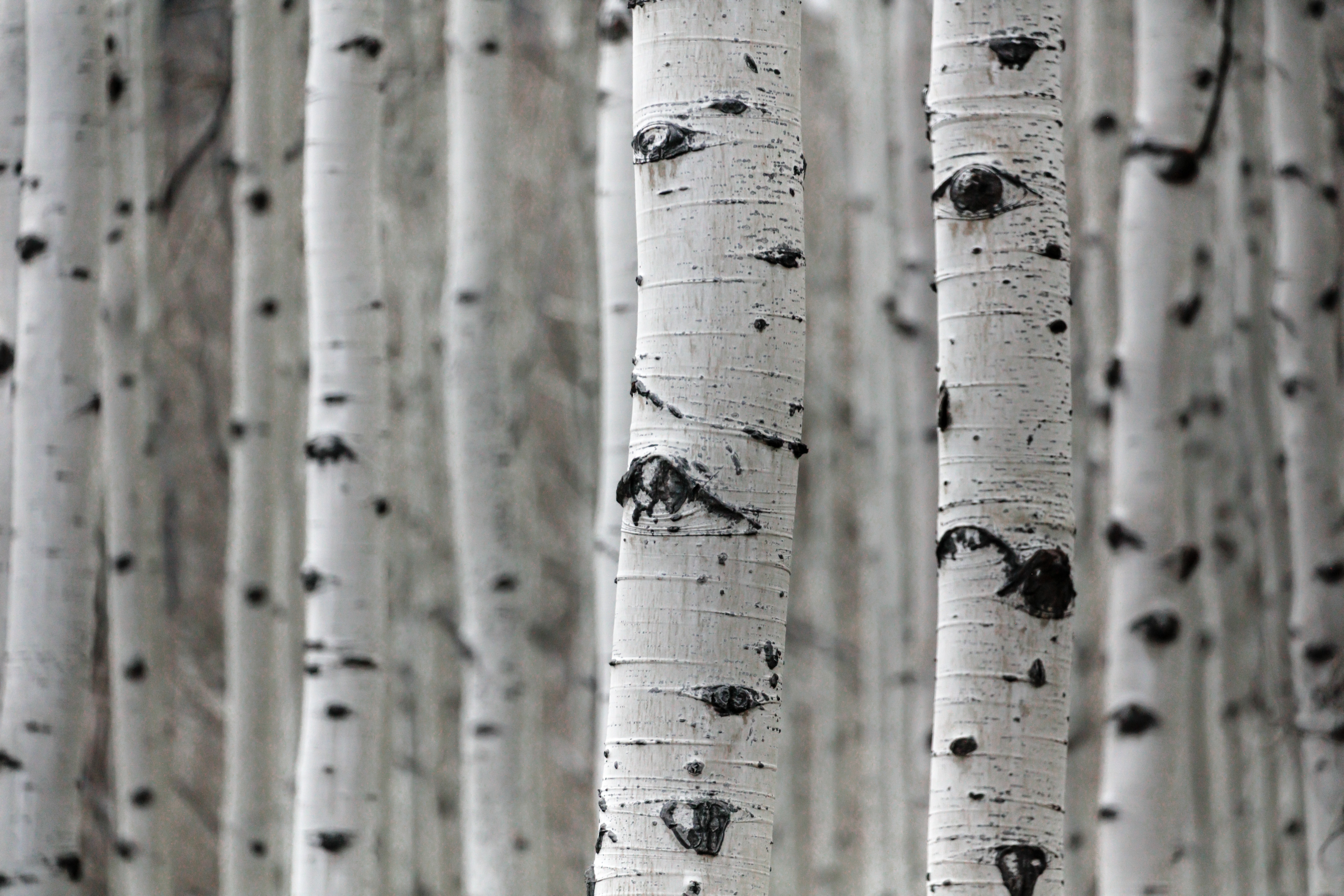 grove of white bark birch trees