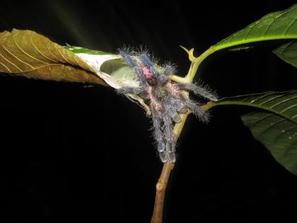 Iridopelma seladonium spider photographed by Tiago Porto