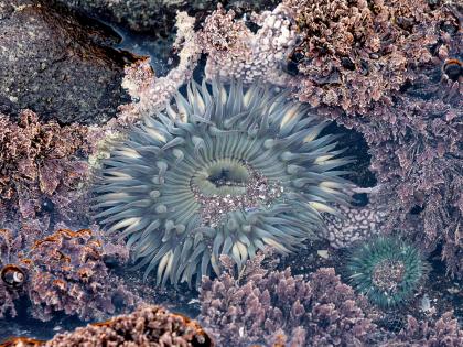 blue anenome like sea creatures
