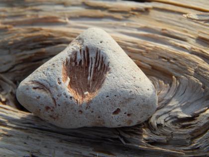 fossil in stone image by josie weiss