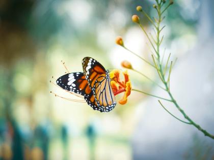 monarch butterfly on slim plant with blurred green and yellow background